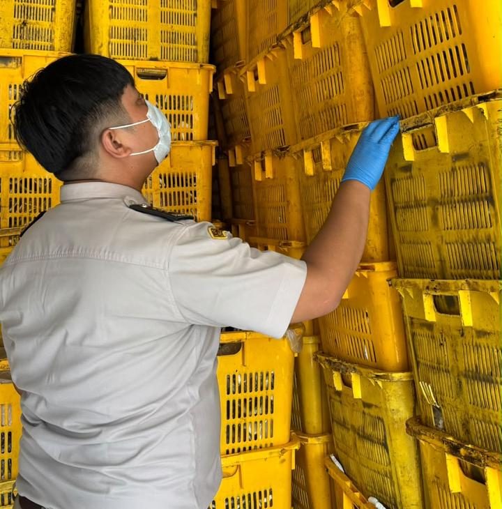 9,2 Ton Daging Kelapa Diekspor Ke Singapura